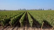 TOUR DEL VINO - CONCHA Y TORO Y VINA UNDURRAGA, Santiago, CHILE