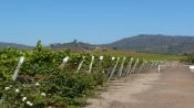 TOUR DEL VINO - VALLE DE CASABLANCA, Santiago, CHILE