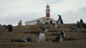 PINGUINERAS ISLA MAGDALENA, Punta Arenas, CHILE