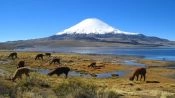 PARQUE NACIONAL LAUCA - LAGO CHUNGARA, Arica, CHILE