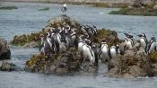 ISLA GRANDE DE CHILOE; ANCUD Y PINGUINERAS DE PUÃIHUIL, Puerto Varas, CHILE