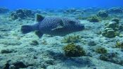 BUCEO EN ISLA DE PASCUA, Isla de Pascua, CHILE