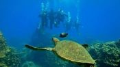 BUCEO EN ISLA DE PASCUA, Isla de Pascua, CHILE