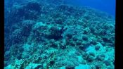 BUCEO EN ISLA DE PASCUA, Isla de Pascua, CHILE