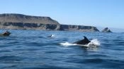 Visita de dia completo  Isla Damas, Reserva Nacional Pinguino de Humbolt , La Serena, CHILE