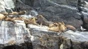 Visita de dia completo  Isla Damas, Reserva Nacional Pinguino de Humbolt , La Serena, CHILE