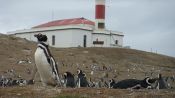 NAVEGACIÃN A PINGÃINERAS FIORDOS DEL SUR II, Punta Arenas, CHILE