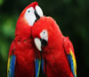 Guía de Aves en  PANAMA