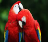 Guía de Aves en  HONDURAS